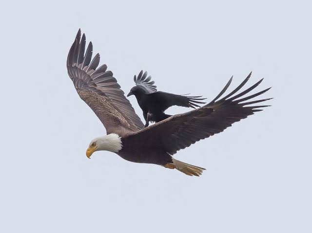 Borne On Eagles' Wings